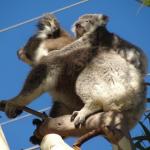 Raymond Island - Koalas